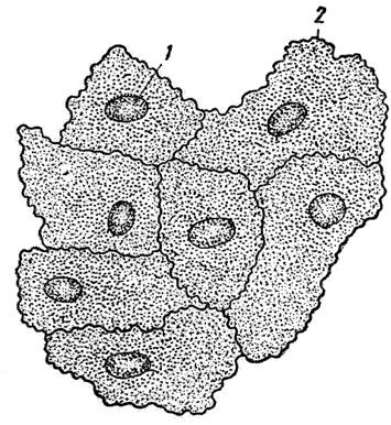 Atelier de lucru privind histologia generală