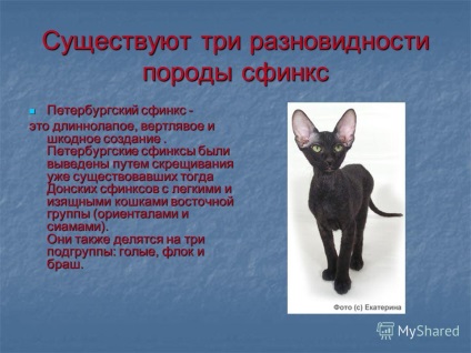 Prezentare pe tema pisicilor fără păr din specia Sphinx