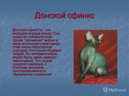 Prezentare pe tema pisicilor fără păr din specia Sfinx
