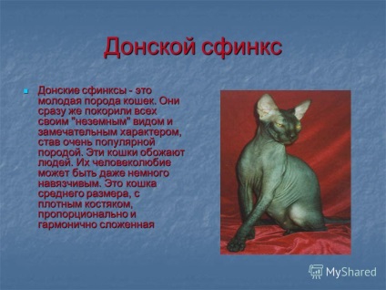 Представяне на козина Sphynx котка видове