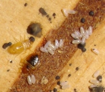 La ce temperatură mor bug-urile și larvele lor