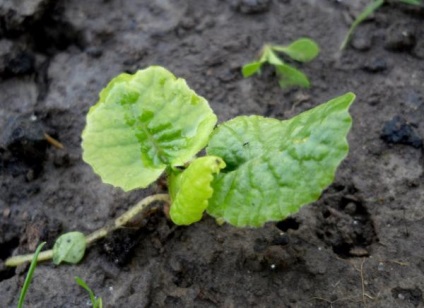 Primrose, varietăți, cultivarea și îngrijirea primulei