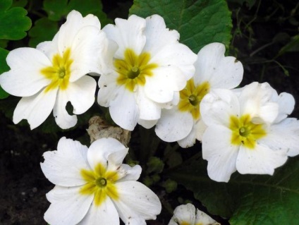 Primrose fajok, fajták, termesztés és a primula gondozása
