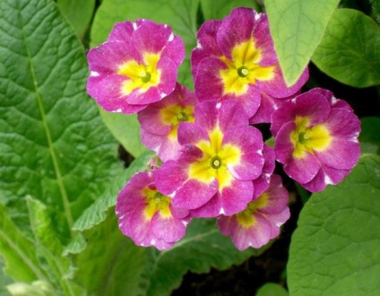 Primrose, varietăți, cultivarea și îngrijirea primulei