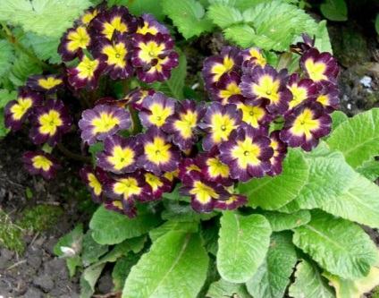 Primrose, varietăți, cultivarea și îngrijirea primulei