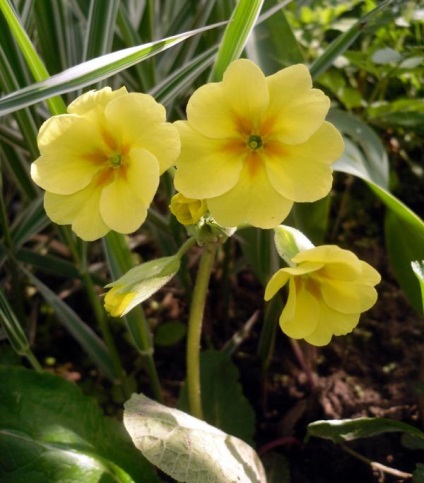 Primrose, varietăți, cultivarea și îngrijirea primulei