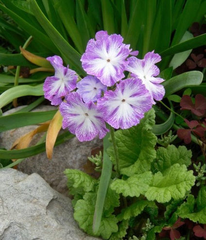 Primrose, varietăți, cultivarea și îngrijirea primulei