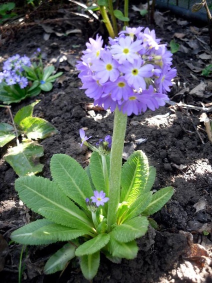 Primrose, varietăți, cultivarea și îngrijirea primulei