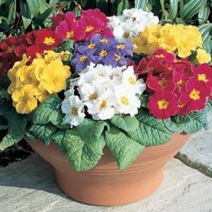 Primrose, varietăți, cultivarea și îngrijirea primulei