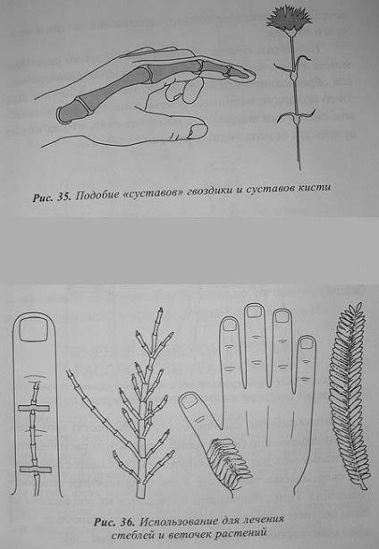 Principii de asemănare a formei și proprietăților semințelor de plante și utilizarea acestora în terapia su-jok