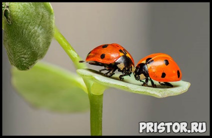 Adaptabilitatea și habitatul insectelor