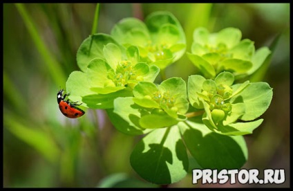 Adaptabilitatea și habitatul insectelor