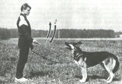 Instruirea unui câine în picioare, servire câine de serviciu, sfaturi pentru un novice câine-câine iubitorii de conținut