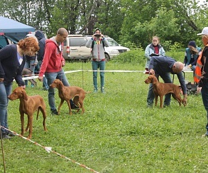 Expoziția regională de câini de vânătoare de toate rasele