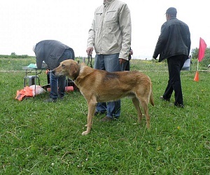 Expoziția regională de câini de vânătoare de toate rasele