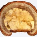 Protecția antifungică a lemnului