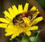 Despre stupi, case pentru albine și - întrebări și răspunsuri în ordine alfabetică