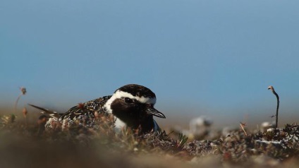 Bird златистата булка описание и снимки