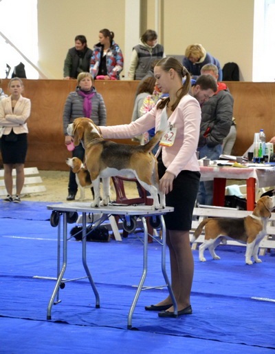 O poveste despre o excursie la spectacolul de câine de toamnă - un articol - o vacanță cu copii