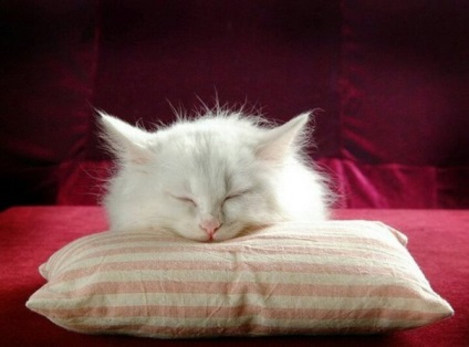 Relaxați-vă ca o pisică 6 căi de terapie purring