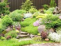 Plante pentru alpine, în grădină și în grădină