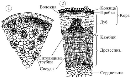 Plantele, structura lor