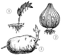 Plantele, structura lor