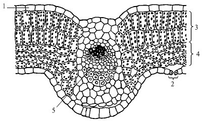 Plantele, structura lor