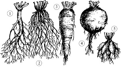 Plantele, structura lor