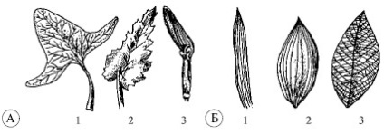 Plantele, structura lor