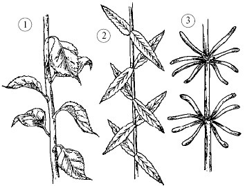 Plantele, structura lor