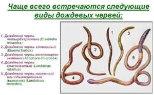 Розведення черв'яків в домашніх умовах як бізнес - окупність і терміни, ферма своїми руками