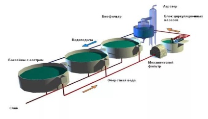 Creșterea speciilor de pești de sturioni - ferma de sturioni (plan de afaceri)