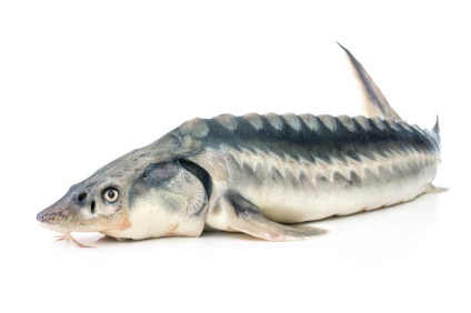 Creșterea speciilor de pești de sturioni - ferma de sturioni (plan de afaceri)