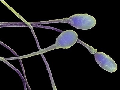 Dezvoltarea spermatozoizilor