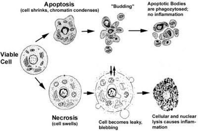 Reglementarea apoptozei partea 1 - natura împotriva cancerului