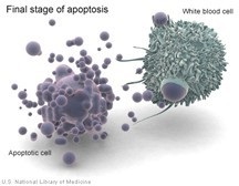 Reglementarea apoptozei partea 1 - natura împotriva cancerului