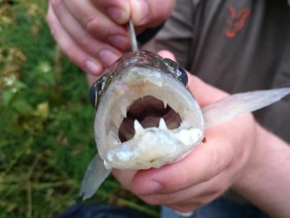 Pesti-vampiri, descrieri parasare, fapte interesante si habitat