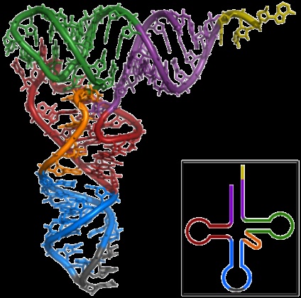 ARN (acid ribonucleic), biologie