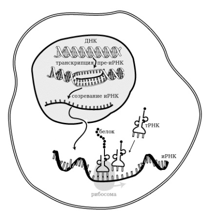 ARN (acid ribonucleic), biologie