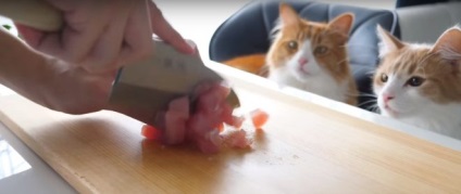 Un rulou de sushi japonez de gătit pentru sigiliile nerăbdător, a marcat un milion de vizionări pe YouTube