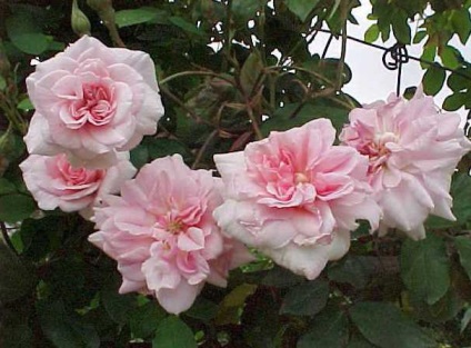 Rózsák Patio