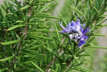 Rosemary - a fű, illóolaj, illóolaj előnye és káros hatása