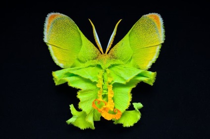 Fluturi făcute de oameni din materiale naturale