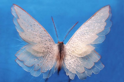 Fluturi făcute de oameni din materiale naturale