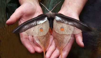 Fluturi făcute de oameni din materiale naturale