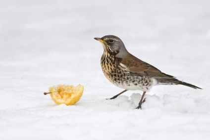 Rjabinnik - o ciocănitoare cântând și, de asemenea, un fan al cenușii de munte dulce