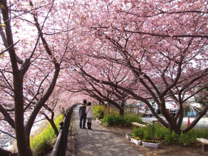 Sakura, bhb japoneză - bhb japoneză