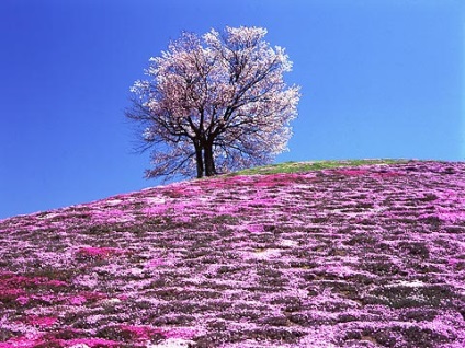 Sakura, bhb japoneză - bhb japoneză