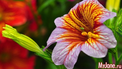 Salpiglossis - o creație fabuloasă a artistului-natură - salpiglossis, origine, îngrijire,